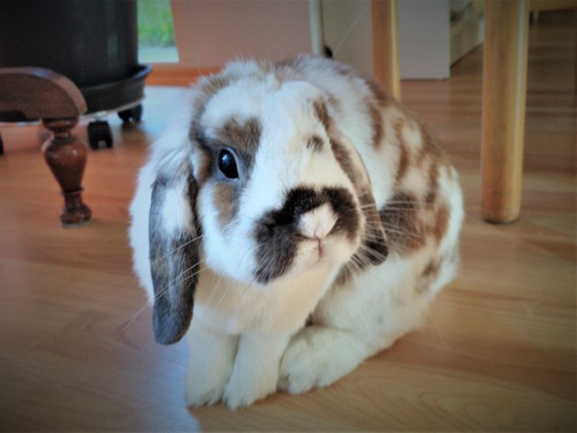 Kaninen Robin Flopmand